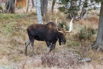 A lone large male moose