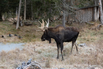 A lone large male moose