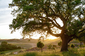 Old Cork oak tree (Quercus suber) in evening sun, Alentejo Portugal Europe