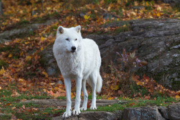 A lone Arctic Wolf
