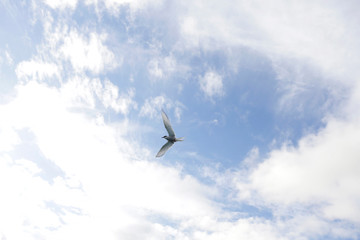 Wild flying bird in Iceland. Arctic Tern in Iceland prepared to defend his nest. 