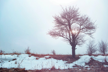 winter landscape. hoarfrost on plants in the field. strong frost