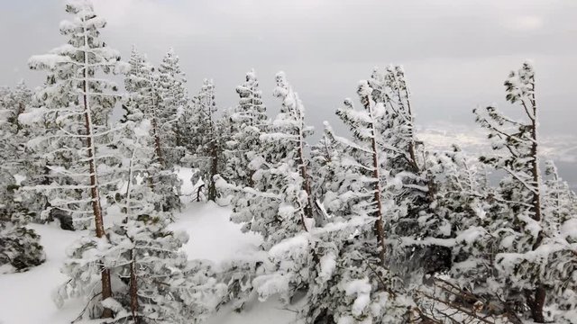 Snowy mountains with coniferous deciduous trees covered with snow against the cloudy sky. In winter cloudy weather at the ski resort