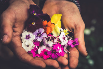 Edible Flowers