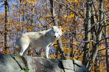 A lone Arctic Wolf