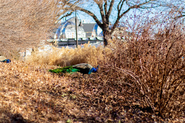 Fototapeta premium Peacock at Omaha Zoo