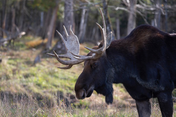 A male moose