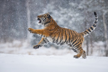 Fototapeta premium The Siberian Tiger, Panthera tigris tigris is running in the snow, in the background with snowy trees