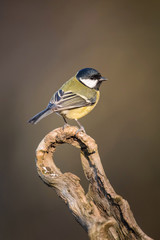 The Great Tit, Parus major is sitting on the branch in the forest lake in amazing golden light. Wildlife picture from Czech Republic