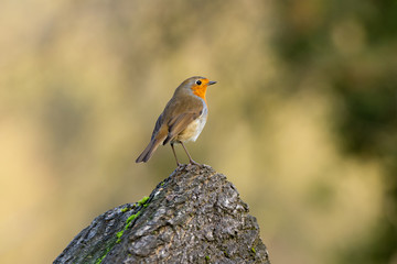 robin on a branch