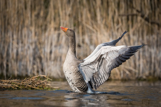 Anser anser, Greylag goose  is just taking off and flying over the blue lagoon, dry reeds in the background