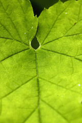 Detail of the Humulus lupulus, the common hop