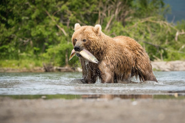Plakat The Kamchatka brown bear, Ursus arctos beringianus catches salmons at Kuril Lake in Kamchatka, in the water