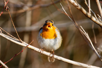 The European robin in the forest