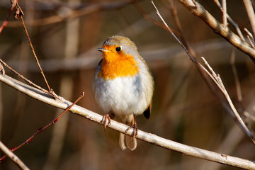 The European robin in the forest