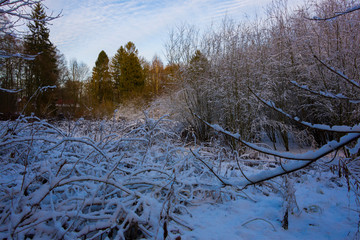 Winter landscape snow covers a meadow in the forest nature cold fluff