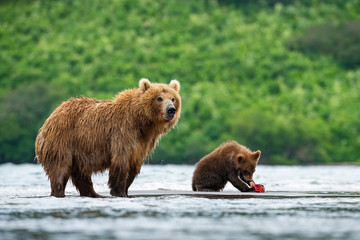 Plakat The Kamchatka brown bear, Ursus arctos beringianus catches salmons at Kuril Lake in Kamchatka, mother with cubs