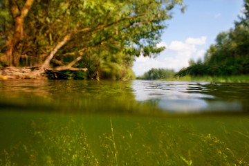 Fototapeta na wymiar Flooded forest in the Drava River floodplain