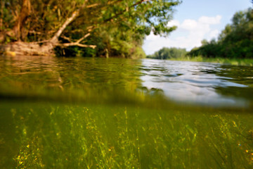 Naklejka premium Flooded forest in the Drava River floodplain