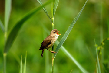 The marsh warbler (Acrocephalus palustris) singing in the bush, Drava River