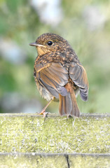 robin chick on fence
