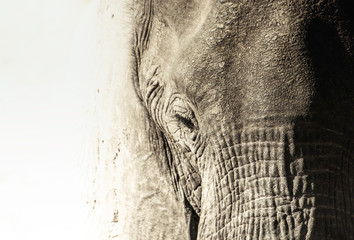 Elephant head close-up	
