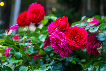 red flowers in the garden