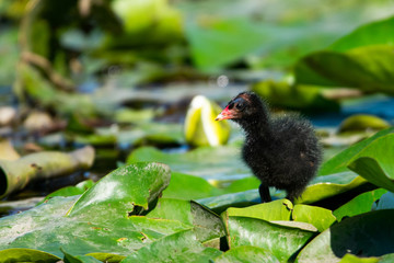 coot chick on lillies