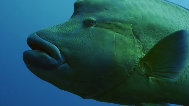 Close up of big Napoleon wrasse, Palau