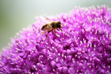 Butiner l'ail géant