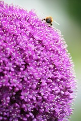 Butiner l'ail géant