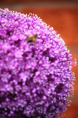 Butiner l'ail g&eacute;ant