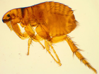 Adult dog flea under microscope (40x magnification)