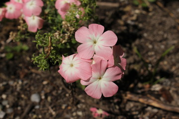 Pink and white 