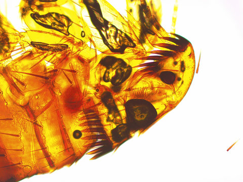 Head of a dog flea under microscope (100x magnification)
