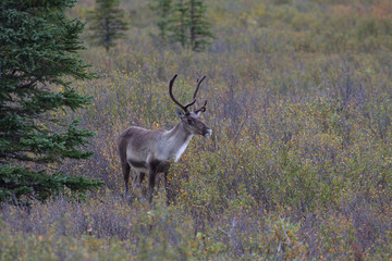 Denali Caribou in the fall