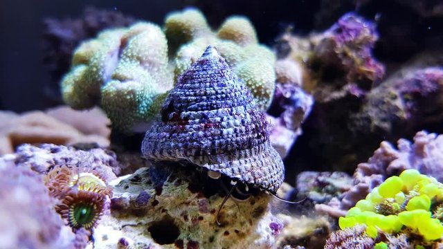 4k Video of saltwater Trochus snail invertebrate sea creature