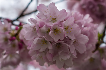 Blossom Bunches