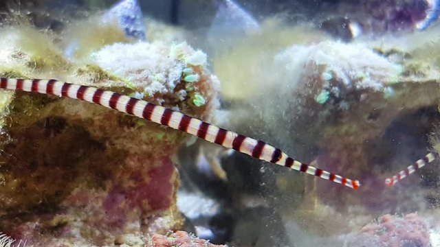 Video of Banded pipefish in reef aquarium tank - Doryrhamphus dactyliophorus