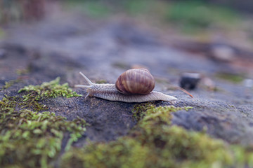 Snail on a rock