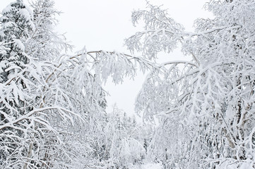 Winter forest snowy taiga hills Beautiful beautiful nature of Russia. Taiga forest in winter. Frosty snowy overcast weather