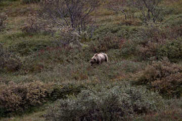 Denali Grizzlies in the fall