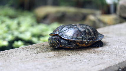 Turtle in the botanical garden
