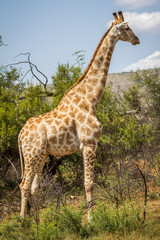 Giraffe