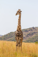 Giraffe posing for a photo