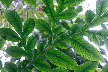 Leaves of a tropical tree