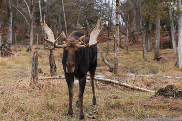 A lone moose in the woods