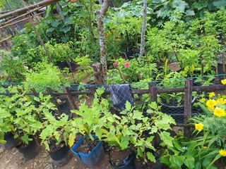 plants in the garden