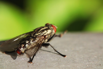 Macro Photography of Housefly is sitting on the floor