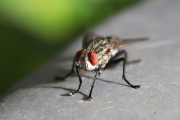 Macro Photography of Housefly is sitting on the floor